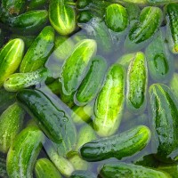 cucumber pickles processed in brine
